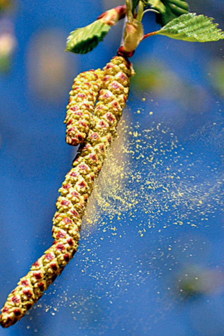 Майский всплеск суицидов объясняется несколькими факторами, в том числе сезонной аллергией на пыльцу.