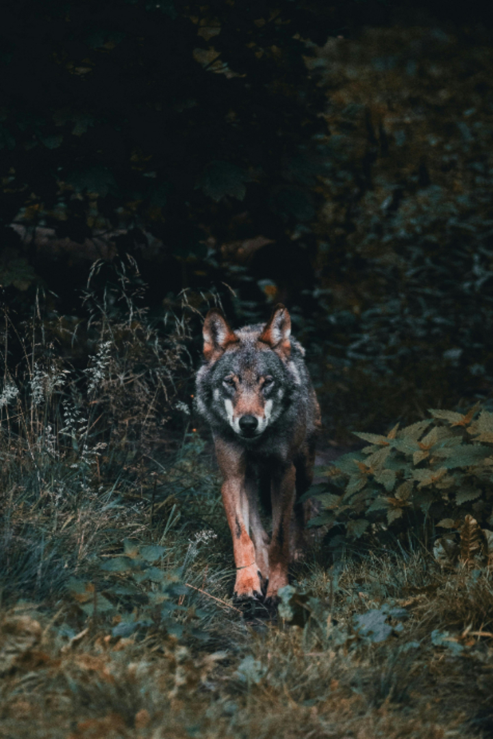 В штате Висконсин волки были полностью истреблены, но благодаря охранным мероприятиям их популяция частично восстановилась.