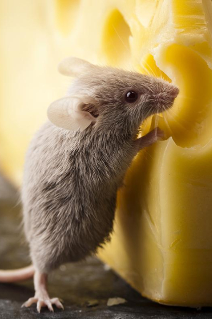 Утверждение, что мыши обожают сыр, сильно преувеличено популярной культурой, ведь в ходе эволюции они не питались ничем похожим. 