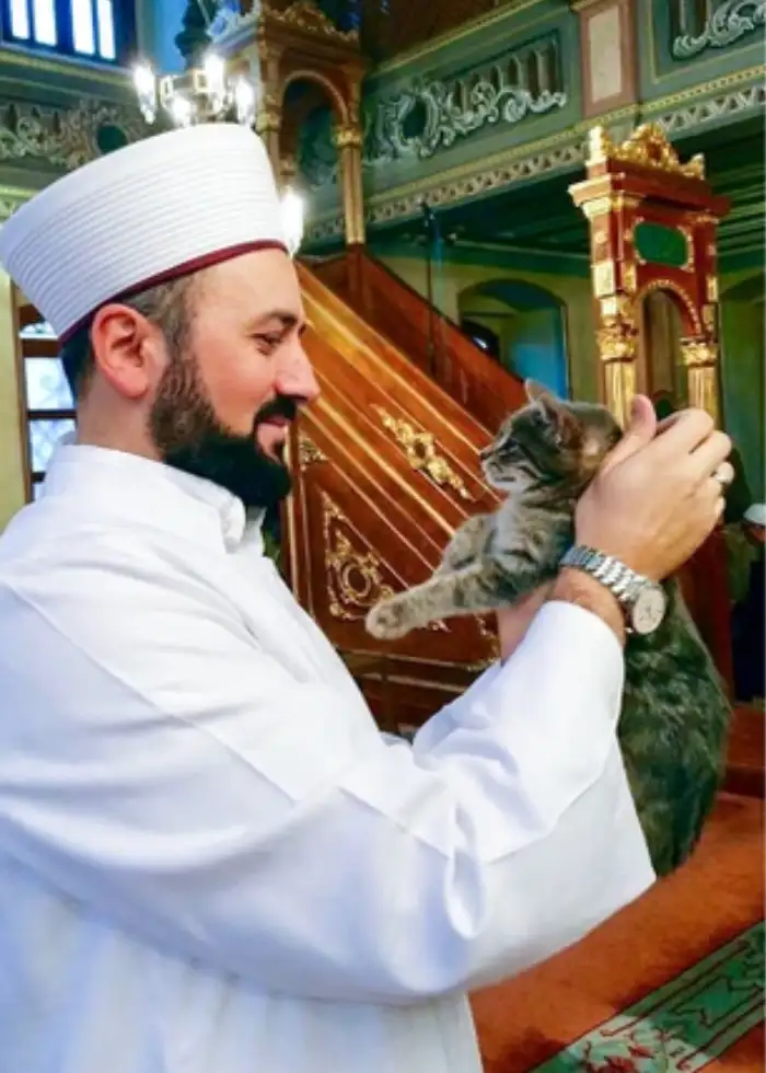 Кошка — единственное животное, которое может находиться в мечети