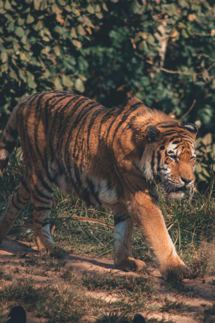 Оранжевый окрас тигров, на наш взгляд, делает их сильно заметными в зелёном лесу.