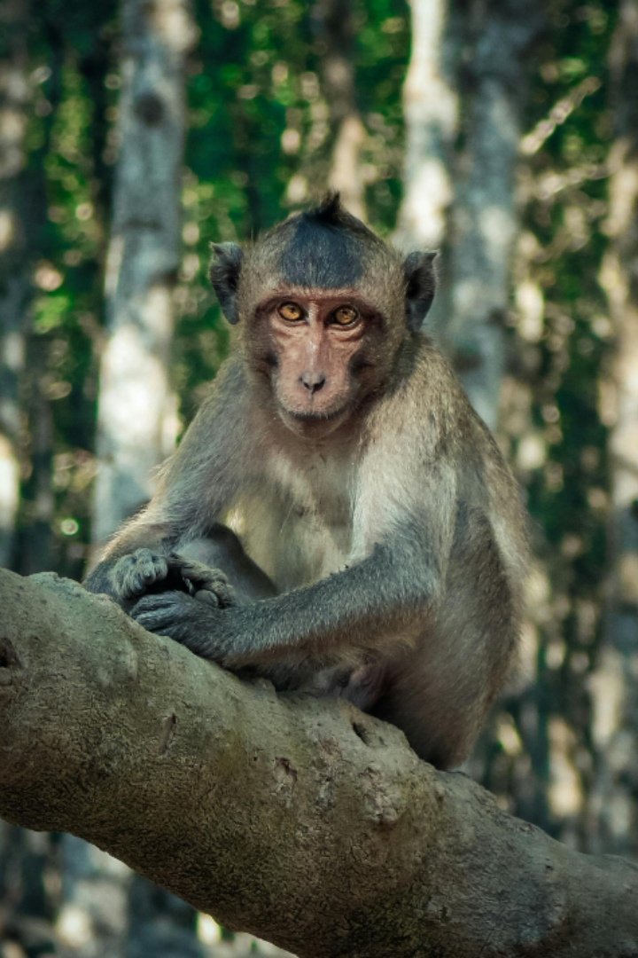Долгое время среди зоологов господствовало представление, что обезьяны в природе не говорят из-за неприспособленного для речи голосового аппарата. 