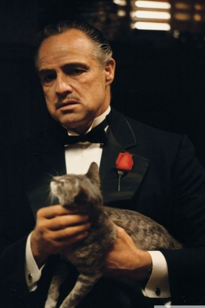 В знаменитой начальной сцене «Крёстного отца» Вито Корлеоне принимает посетителя, гладя кошку, которой не было в сценарии.