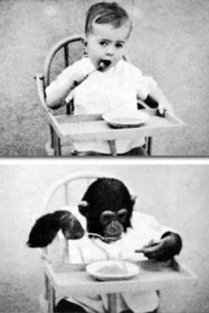 Человеческий ребенок и малыш шимпанзе были одного возраста, росли и осваивали новые навыки вместе, но обезьяна превзошла человека.