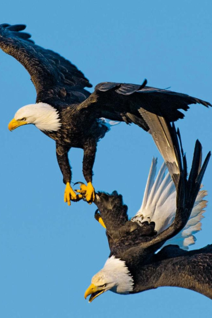 Один из брачных ритуалов белоголовых орланов происходит так: две птицы в полёте сцепляются когтями и начинают кружиться колесом, расцепляясь у самой земли. 