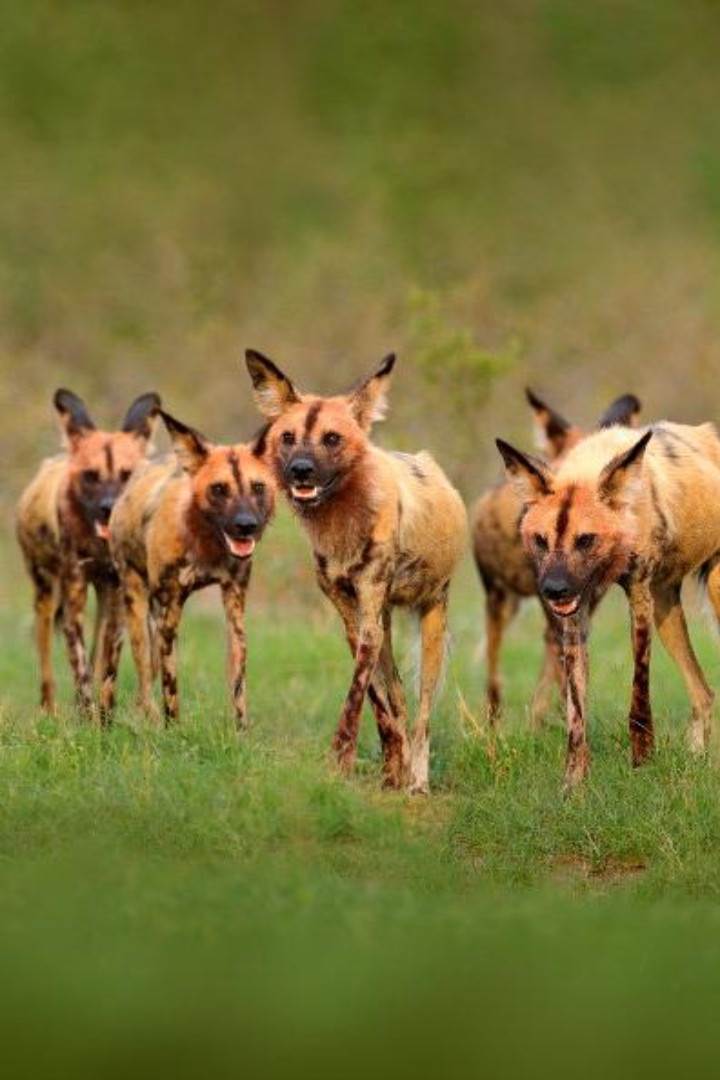 У обитающих в Африке гиеновидных собак существует коллективный механизм принятия решений.