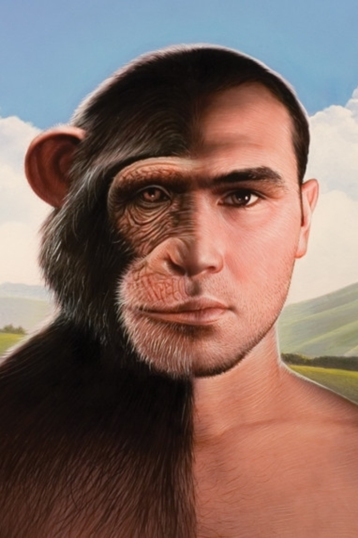 Человек генетически ближе всего к шимпанзе: в зависимости от метода подсчёта, схожесть наших геномов составляет от 94% до 98%.