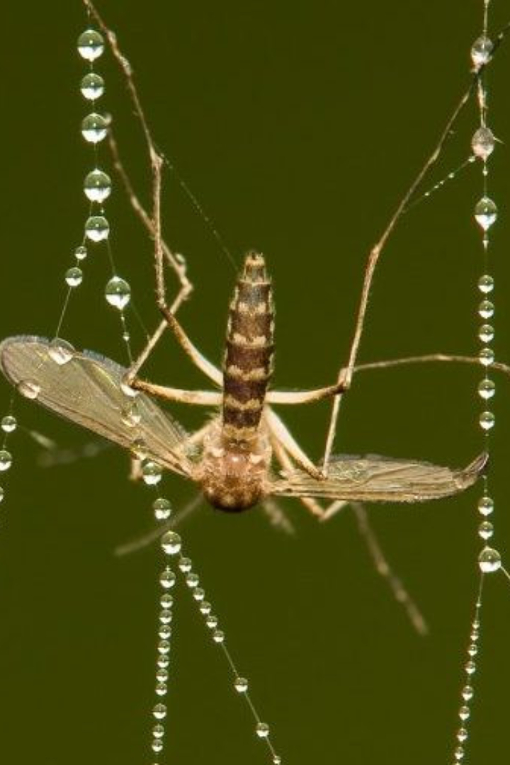 Клей, которым пауки покрывают нити паутины, не просто удерживает пролетающих насекомых. 