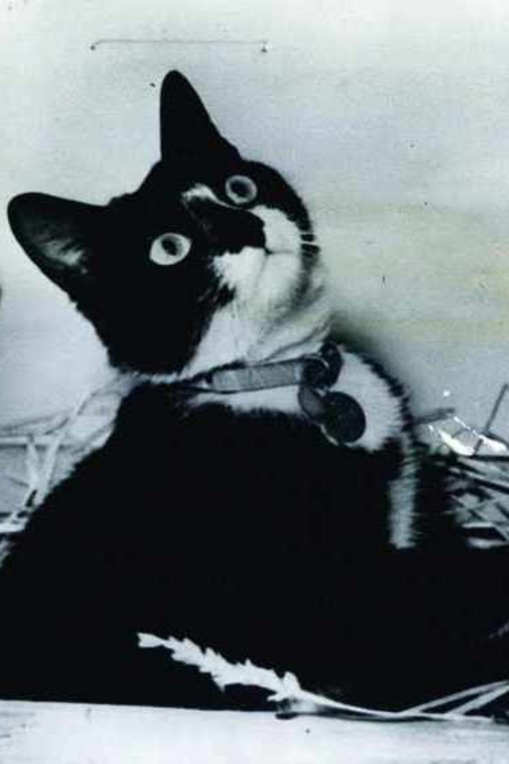 Во время Второй Мировой войны немецкий матрос пронёс на борт линкора «Бисмарк» кота. 