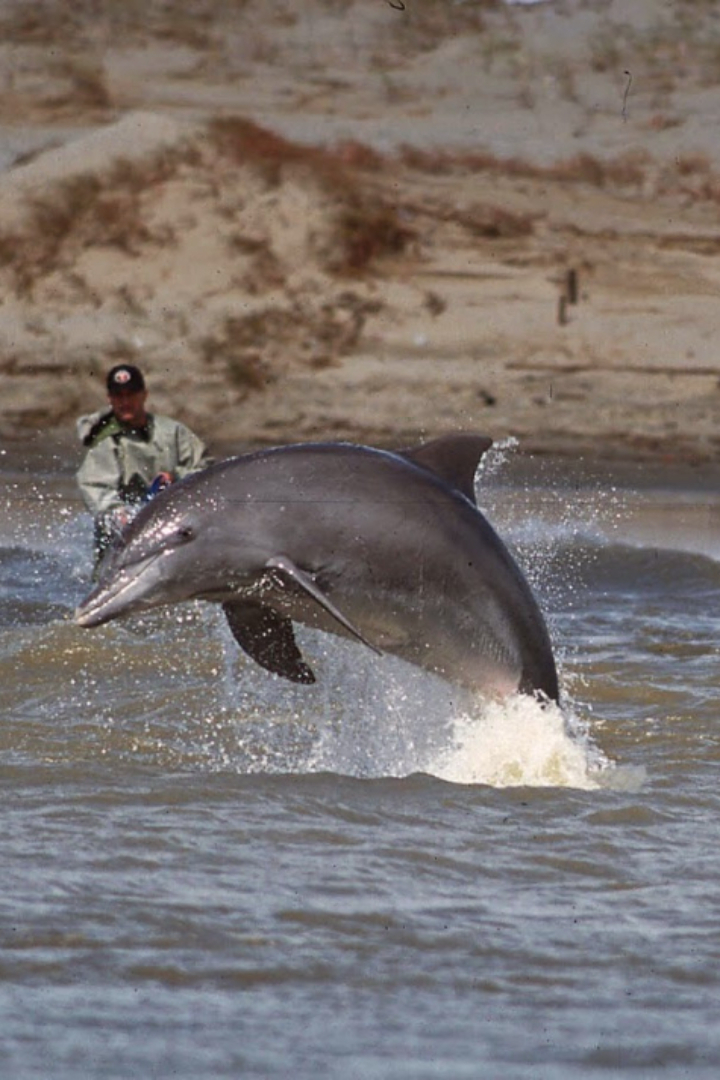 В городке Лагуна на юге Бразилии дельфины часто помогают местным рыбакам. 